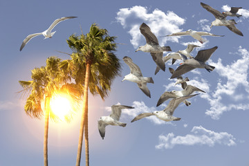 Seagull Flying Palm Trees