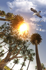 Seagull Flying Palm Trees