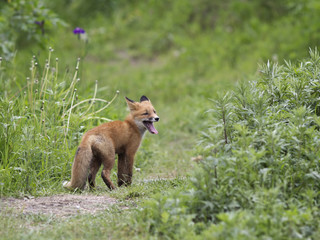 One a little fox in the wild