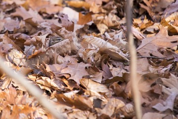 Eastern Chipmunk (Tamias Tamias)