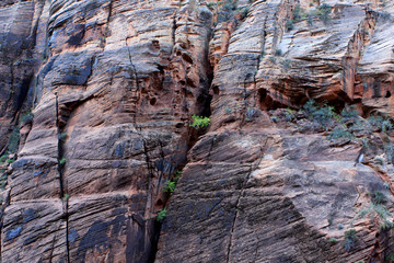 Red rocks in Zion National Park, Utah, United States