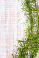 coniferous tree branch on a white wooden background