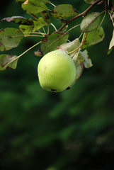 Pear on a brach