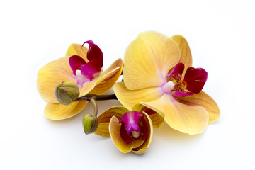 Fototapeta na wymiar Beautiful yellow orchid on the white background.