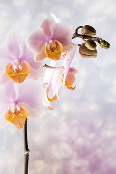 Beautiful pink orchid on a gray background.