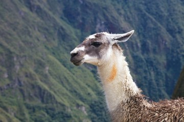 lama Inca City of Machu Picchu, Peru