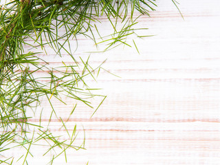 coniferous tree branch on a white wooden background