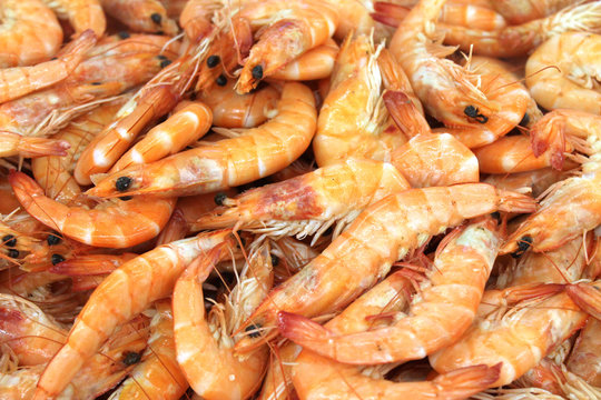 crevettes roses