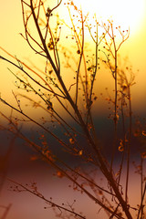 silhouette of dried  plant on a background sunset