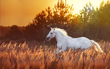 Foto auf Glas weißes Pferd laufen © ashva
