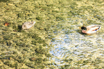 wild ducks swimming in river