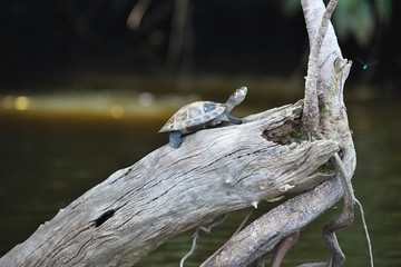 yellow-spotted Amazon river turtle, Podocnemis unifilis Lake Sandoval, Amazonia, Peru