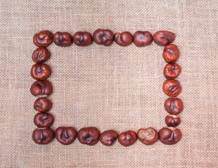 A rectangle of chestnut trees