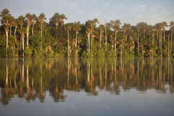 tropical rain forest, Lake Sandoval, Amazonia, Peru