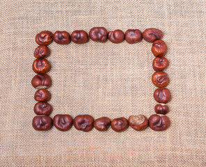 A rectangle of chestnut trees