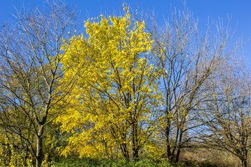 Yellow tree