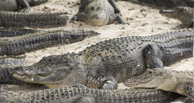 Miami, Florida, USA - Everglades Alligator Farm