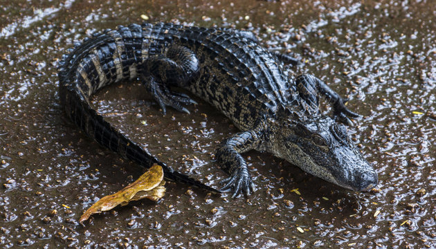 Miami, Florida, USA - Everglades Alligator Farm - Baby Alligator