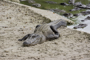 Miami, Florida, USA - Everglades Alligator Farm