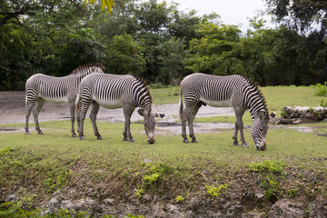 Obraz premium Miami Zoo, Florida, USA - Grévy's zebra