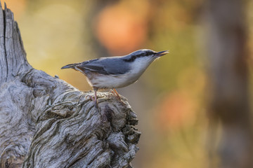 Eurasian nuthatch
