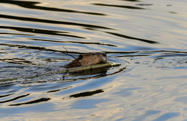  a beaver pulling a stick in the water