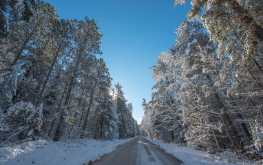 Snow covered pines - beautiful forests along rural roads. Bright sunny and frosty winter morning...