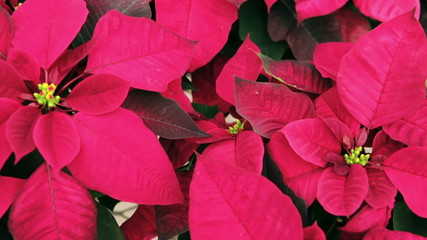 Poinsettia for sale at the local garden center