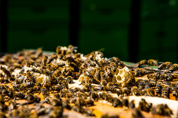 bees on honeycomb in a beehive