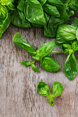 Green fresh basil on wooden background