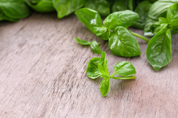 Green fresh basil on wooden background