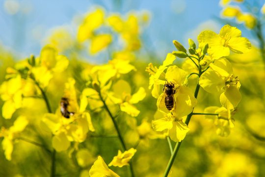 Honey Bees on rape flowers in rape field