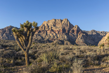 Red Rock Nevada Joshua Tree