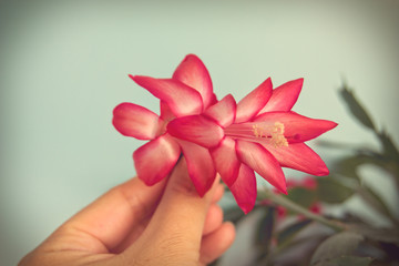 Close up Christmas Pink and white cactus flower  (schlumbergera)