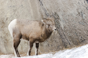 Young sheep eating  dry grass