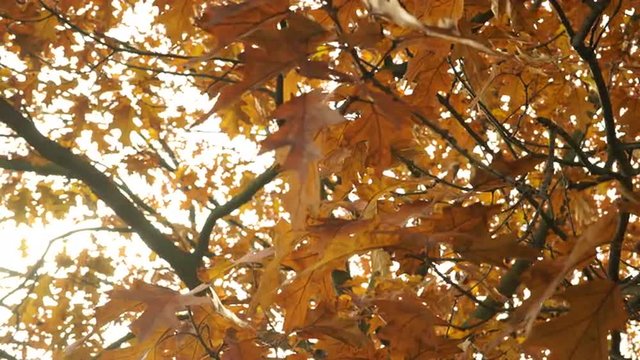 Autumn fall oak tree leaves steadicam 4K