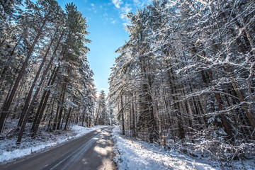 Snow covered pines - beautiful forests along rural roads. Bright sunny and frosty winter morning finds the forests draped frozen in fresh fallen snow.