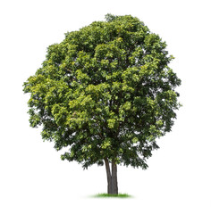 Fototapeta premium Isolated tree on white background