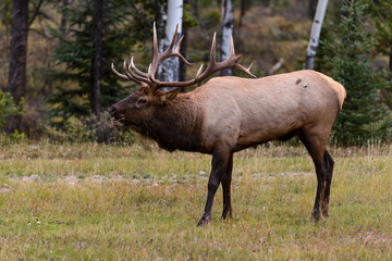 Bull Elk bugling while walking