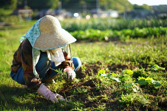 farmworking person in rural area - 田舎の集落で農作業・畑仕事をする高齢者