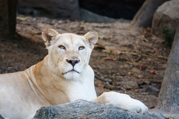 Female Lion on the lookout