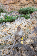 Monkey holding banana peel while sitting on the rock.