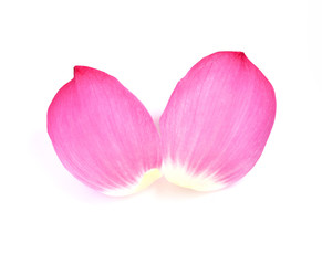 Fototapeta na wymiar lotus petals on white background