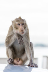 Monkey sitting isolated on white