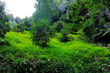 Park lawn with trees and bushes