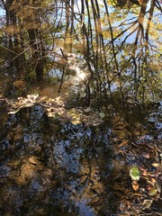 水辺の風景3
