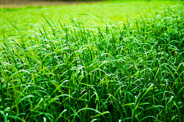 green plant