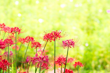 Fototapeta premium hurricane lily「彼岸花」