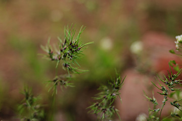 Wild flower close-up.