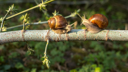 snail